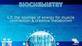 L3, The sources of energy for muscle contraction & creatine metabolism, Biochemistry