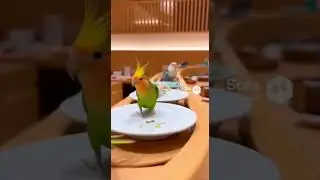 回転寿司インコ🦜