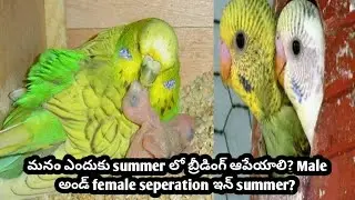 మనం ఎందుకు summer లో  birds breeding ఆపేయాలి?  male and female ఎందుకు seperate చేయాలి?