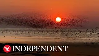 Knot birds make stunning flocking patterns in front setting sun
