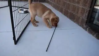 Little Red Lab plays with metal rod then gets distracted #shorts