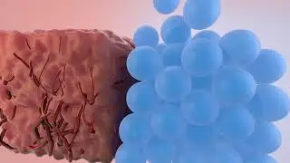 MAPgel tissue integration