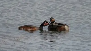 Eared Grebe: Brooding and Rearing of the Chick
