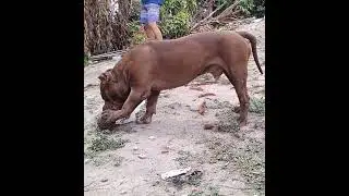Big Dog #lekthebestkennel