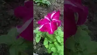 #natureline #viralvideo #minivlog #minecraftshorts #nature #blue #park #trending #youtubeshorts