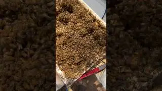 Beekeeping Australia edition. #viralvideo #viral #bees #bee #beehive #animals #insects #australia