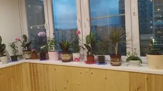 Мои цветочки