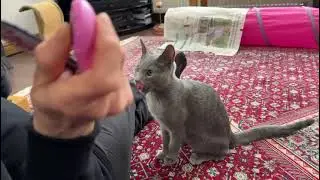Russian Blue Clicker Training