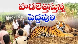 ఏలూరు, తూర్పు గోదావరిలో పెద్దపులి కదలికలతో కలకలం | Tiger on the Move in Eluru & East Godavari