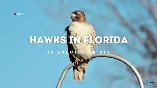 Hawks in Florida: Winged Custodians of the Sunshine State