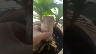 Lucky Brazil Wood   grow tips