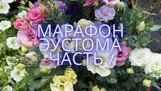 МАРАФОН по выращиванию ЭУСТОМЫ - подготовка, часть 1