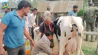 @ আজ ২১/২/২০২৫|| আমবাড়ী হাটে উন্নত জাতের দুধের গাভী বাছুর সহ দাম|| ঠাকুরগাঁও||