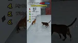 Cats John Cena movements #funny #cats #reaction