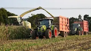 Maize Harvest 2024 - Krone BiG X 530 and Fendts, Massey Ferguson & Claas Arion