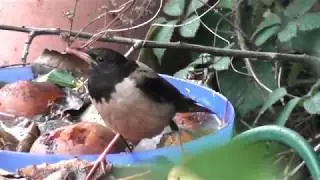 Rose-coloured Starling: oxonbirding.blogspot.co.uk