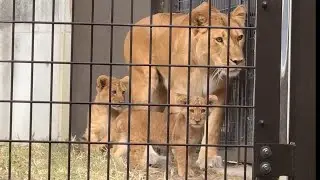 番外編 サブパドックが気になるライオンさん【番外編】【豊橋総合動植物公園のんほいパーク】ライオン
