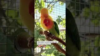 Adorable Lovebirds With Big Personalities. Cute but Sometimes Feisty! #birdsavairy #lovebird