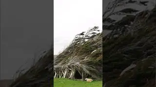 Have you seen sideways growing trees? 😲