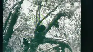 Earliest Wild Gorilla Motion Picture (1921)
