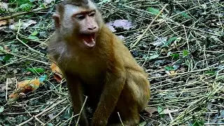 Baby Darrel crying he Angry Monkeys fight his brother/ Baby Sheba find food by your oun