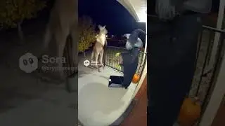 Kangaroo vs. Witch