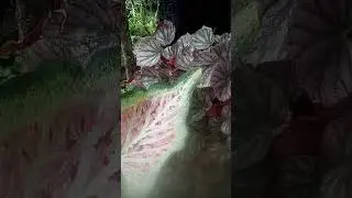 #naturesrilanka