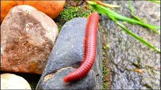 The World's Most Incredible Millipede Colony​#MillipedeColony ​#IncredibleInsects #exoticpet