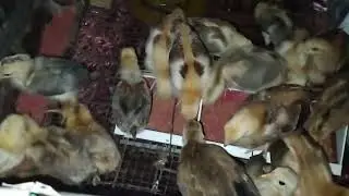 BOSTON ROUNDHEAD CHICKS FOR GIVE AWAY FREE 