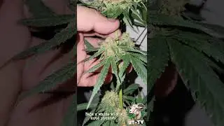 getting close to harvest (autoflower grow) baja x white widow auto cross by HTF_genetics 🔞