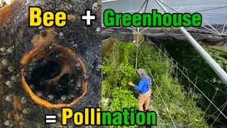 WE BUY BEES TO POLLINATE IN OUR NETHOUSE🐝.