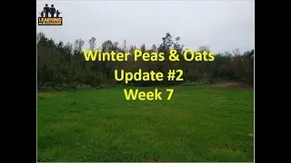 Fall Food Plot Update #2: Winter Peas, Oats, and Turnips