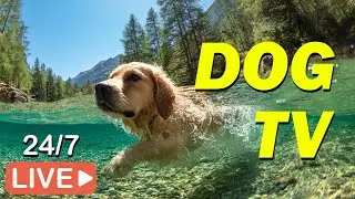 🔴[LIVE] DOG TV: The Ultimate All-Day Relaxing Video for Dogs Home Alone - Best Music for Dogs 💖