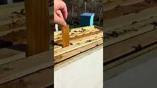 Varroa mite treatment #beekeeperslife