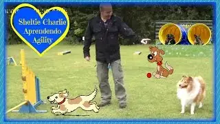 Sheltie dog Charlie Learning Agility