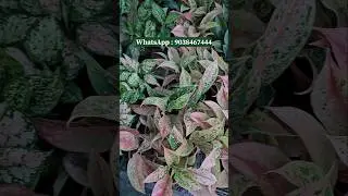 🥰wholesale indoor plant nursery muchisha online sell best deal 🤝🤗🥳