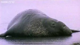 Funny Talking Animals - Walk On The Wild Side - Series 2, Episode 3 Preview - BBC