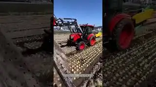 Mechanized Onion Harvest with a Tractor-Mounted Lifter