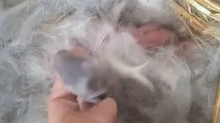 novi zecevi