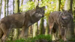 Forest Animals  4K Nature Relaxation Film with Stress Relief Piano Music