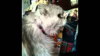 Grebo's happy sound