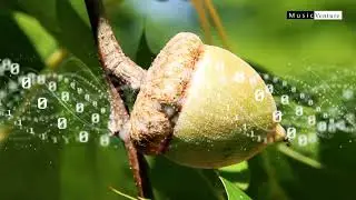 Klaus Sch&oslash;nning - 'The Circuitry of Oaks'