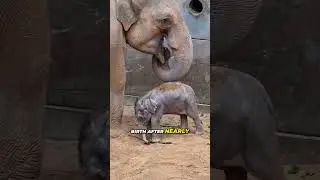 4-недельный слонёнок 🐘! ✨ Знакомьтесь, Зайя #шорты