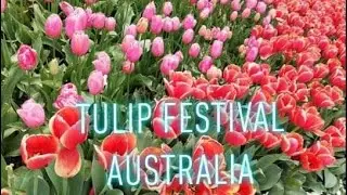 Tulip Festival Coming Soon || 2020 Australia || Bowral Tulip Festival || Sydney