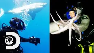 Most Dangerous Animal Encounters | Swimming With Monsters