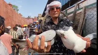 Delhi Jama Masjid bird market 15-Sep-24 Latest Update ￼