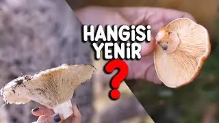 Dağlarda Mantar Avı: Y&ouml;re Kadınlarından Hayat Kurtaran Bilgiler! #mantaravcısı #balıkesir #doğal
