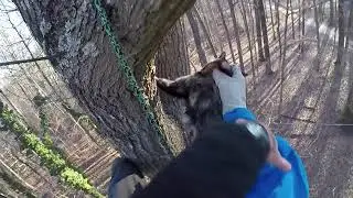 Climax NC kitty rescued from 40 feet up a tree