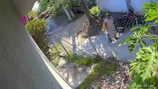 Cat gets stuck in a fence. Instant Karma?