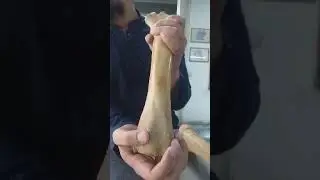 Comparative Anatomy of Radius Ulna Bone of Horse Ox Dog| Anatomy| UAF |